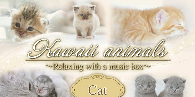 Kawaii animals～Relaxing with a music box～Cat (2025)