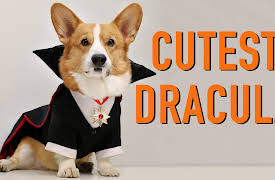 Topi the Corgi: Happy Halloween