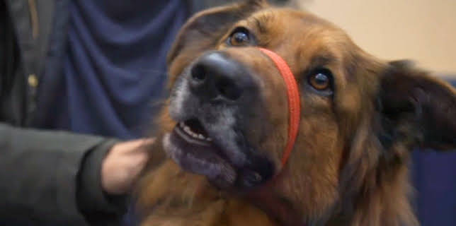 18:15: Der Super-Doc - Einsatz für 4 Pfoten | Sixx | 11/30 2025