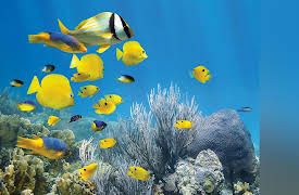 The Wonders of America's State Parks: The Florida Keys: Tropical Paradise Parks