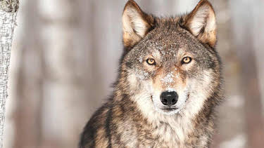 4:15 PM: Yellowstone: Wildest Winter to Blazing Summer | BBC Two | 7/14 2026
