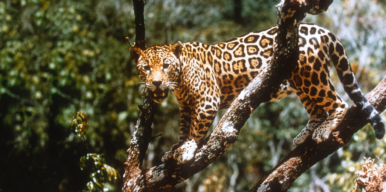 Jungle Cat (1960)