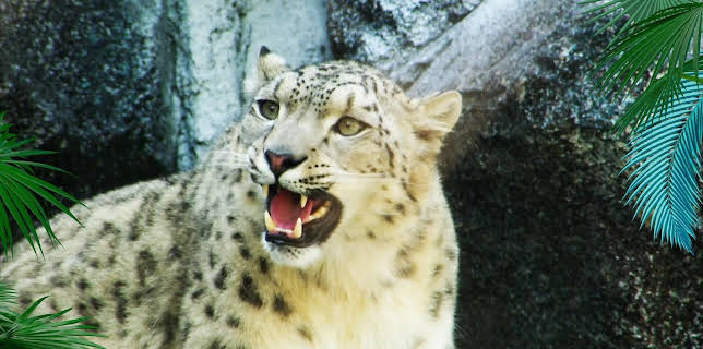 01:55: Elefant, Tiger & Co. (511) | MDR Fernsehen | 1/6 2026