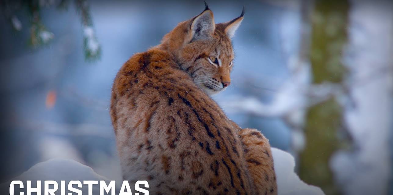 Christmas Winter Wonderland (2014)