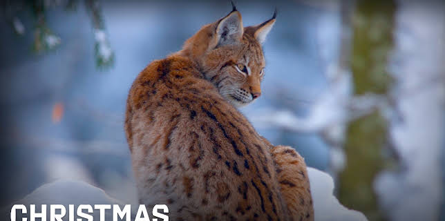 Christmas Winter Wonderland (2014)