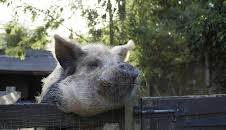 Der Bauernhof - Die faszinierende Welt der Tiere: Schweine (3/3)