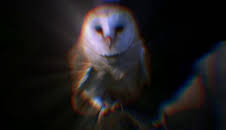 How Do Animals Do That?