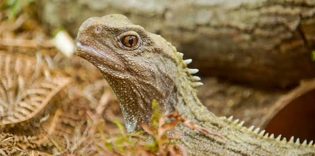 12:40 PM: Go Wild (S2) | Cbeebies | 3/5 2026