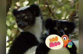 Dance Fever: Madagascan Animals