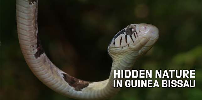 Hidden Nature In Guinea Bissau (2022)
