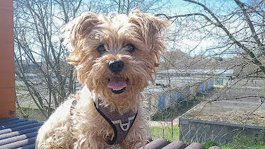 17:25: Tierisch tierisch | RBB Fernsehen | 4/25 2026