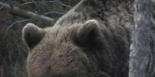 00:14: El documental: El no a l'os | Canal 33 | 12/8 2025