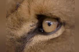 Wild Animal Rescue: Felida Tigers and Lionsrock