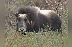Expeditions With Patrick McMillan: Beringia, the Eternal Frontier