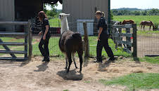 Animal Cops Houston (S19 E8)