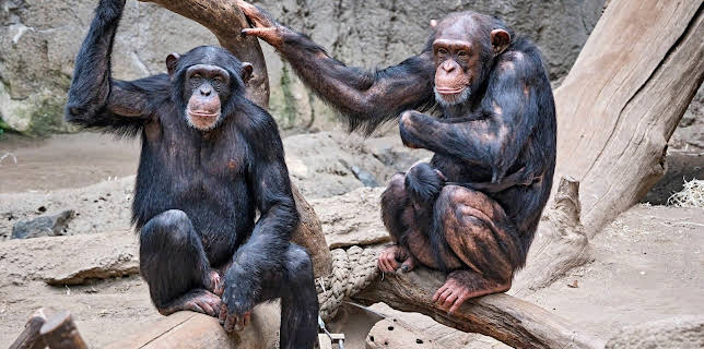 02:45: Elefant, Tiger & Co. (538) | MDR Fernsehen | 2/25 2026