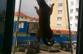 Idiot TV: Episode 12