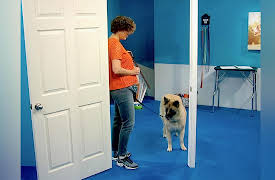 Dog Training 101: Impulse Control: Increasing Generalization