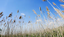 Expedition ins Schilf - Nationalpark Neusiedler See
