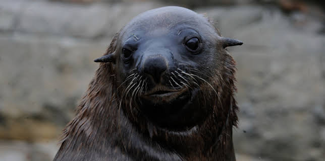 11:00: Seehund, Puma & Co | BR Fernsehen | 1/23 2026