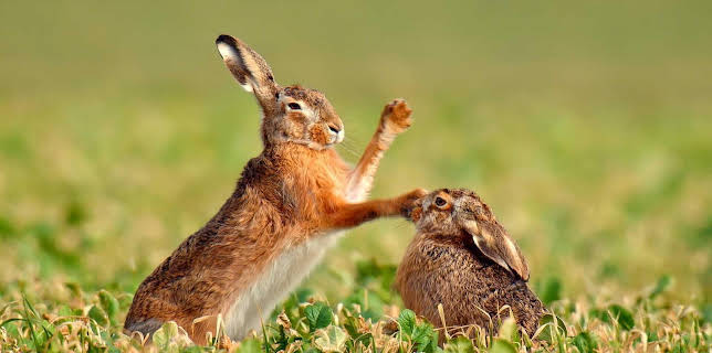 13:15: Magische Momente der Natur | MDR Fernsehen | 1/10 2026