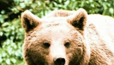 Pociones de amor salvaje