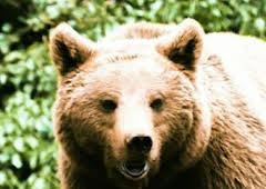 Pociones de amor salvaje