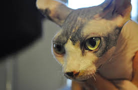 My Cat From Hell: Episode 2