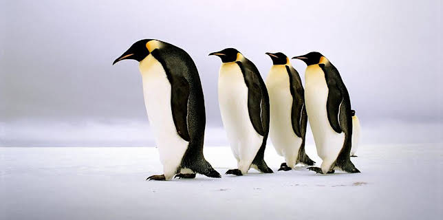 2:15 PM: Life in the Snow | BBC Two | 12/17 2025