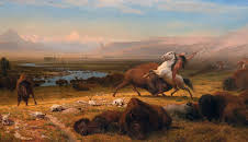 Der Amerikanische Bison (1/2)