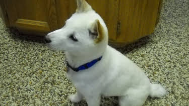 06:15: Cats 101 (S3 E5) (S3) | Animal Planet | 1/3 2026