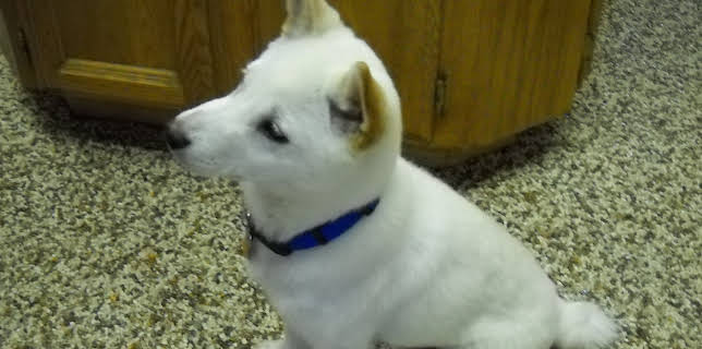 16:00: Cats 101 (S3 E5) (S3) | Animal Planet | 12/18 2025