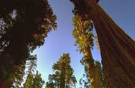 discovery+ Immersions, Season 1: Sequoia Light
