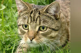 Understanding Cats: The Territorial Cat