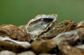 French delicatessen: Oysters