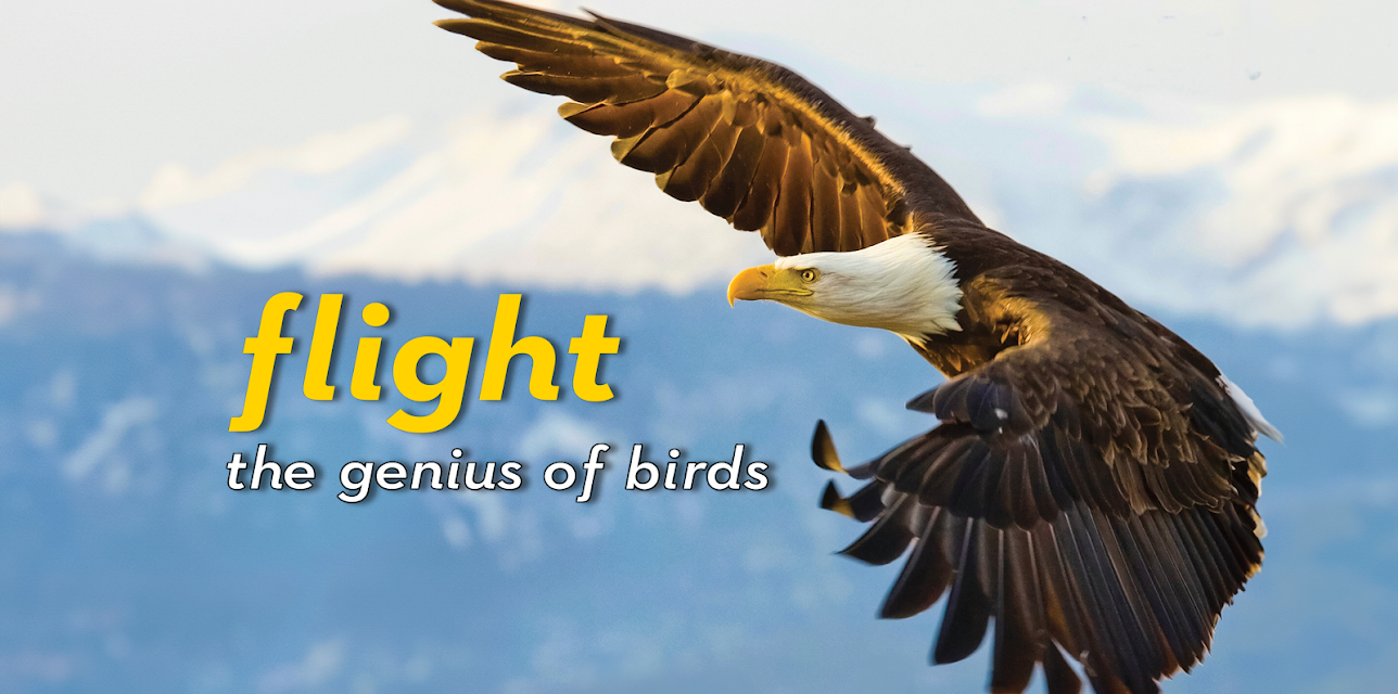 Flight: The Genius of Birds (2013)