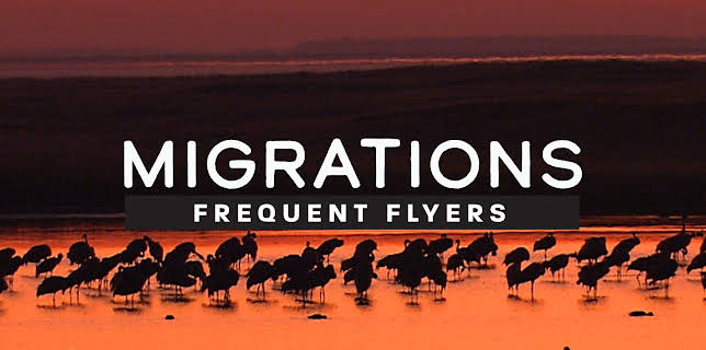 Migrations: Frequent Flyers (2020)