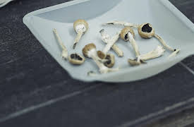 The Whole Story With Anderson Cooper, Season 1: Magic Mushrooms: Can They Change Your Mind?