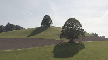 07:30: Die magische Welt der Bäume - Die Linde | 3SAT | 4/26 2026