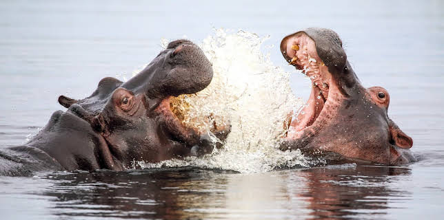 20:15: Hippos - Afrikas Flussgiganten | 3SAT | 1/19 2026