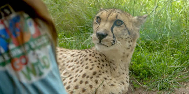 12:40 PM: Go Wild (S2) | Cbeebies | 2/20 2026