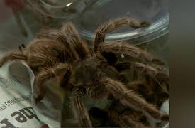 Animal Airport: Episode 3