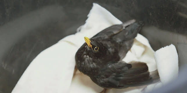 21:10: Praxis Dr. Dreesen - Ein Hof für Tiere | Sat1 Gold | 3/26 2026