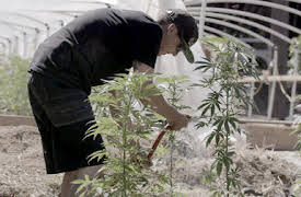 Murder Mountain: Frontier Justice