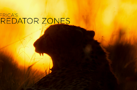 Africa's Predator Zones: Coliseum