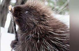 Canada: A Year In The Wild: Winter