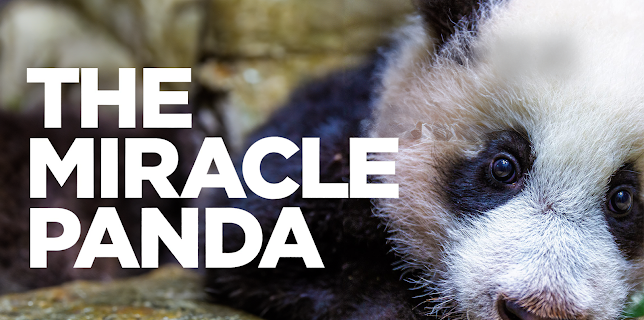 The Miracle Panda (2022)