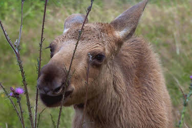 11:25: Wildnis Europa: Der Elch | 3SAT | 4/26 2026