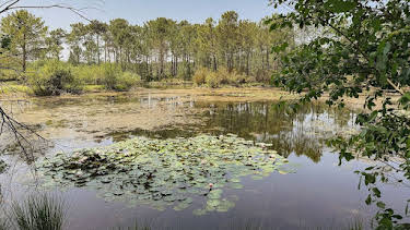 17:50: Libelle, Salamander und Kreuzotter: Leben im Feuchtgebiet | Arte | 4/14 2026
