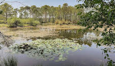 Libelle, Salamander und Kreuzotter: Leben im Feuchtgebiet